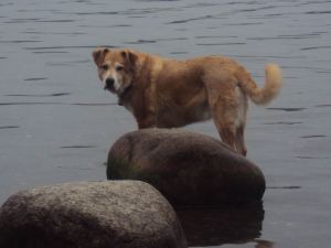 Oscar enjoying the water at Magnuson Dog Park