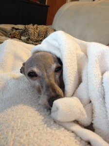 Calla snuggled in her blankets