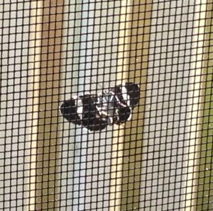 We were SO excited when a butterfly came to say hello on the screen door!